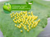 新人教版小學(xué)美術(shù)一年級(jí)上冊(cè) 7勤勞的蠶寶寶 課件