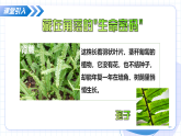 浙教版科学七年级上册 第二章 第二节 形形色色的植物 第二课时 教学课件