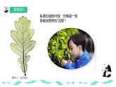 人教版美術(shù)新教材  二年級上冊第1單元 第1課《樹葉的“血管”》 課件
