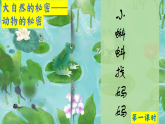 小蝌蚪找妈妈  课件