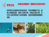 初中  生物  冀少版（2024）  七年級上冊（2024）  第一單元 生物體的結(jié)構(gòu)層次  第一章 細胞第二節(jié) 細胞的形態(tài) 課件