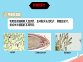 初中  生物  冀少版（2024）  七年級上冊（2024）  第一單元 生物體的結(jié)構(gòu)層次  第一章 細胞第二節(jié) 細胞的形態(tài) 課件
