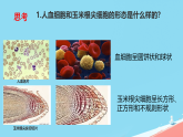 初中  生物  冀少版（2024）  七年級上冊（2024）  第一單元 生物體的結(jié)構(gòu)層次  第一章 細胞第二節(jié) 細胞的形態(tài) 課件