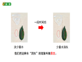 小学科学新教科版三年级上册2.1水到哪里去了教学课件（2025秋版）