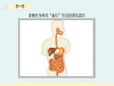 2025秋教科版四年级科学上册 2-8食物在身体里的旅行（课件）