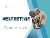 2025~2026学年人教版生物八年级上册4.6.3 神经系统支配下的运动课件