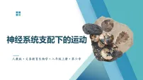 人教版(2024)八年级上册(2024)第三节 神经系统支配下的运动说课ppt课件