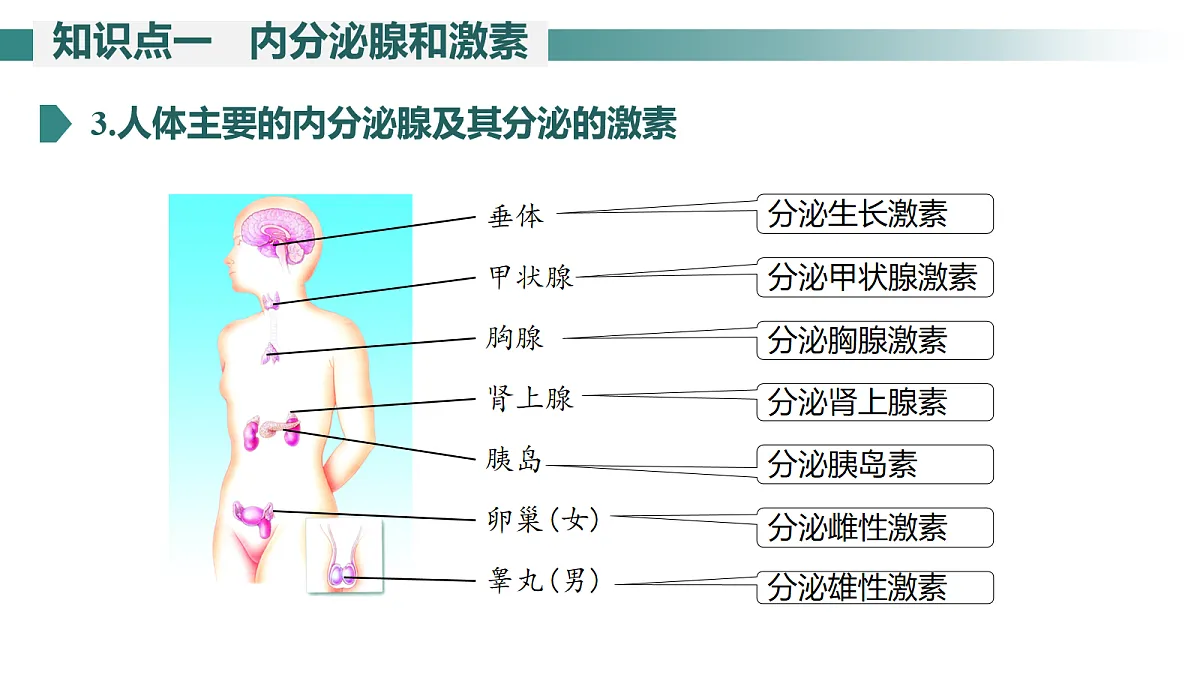 17268317第7页