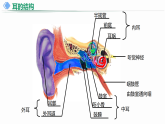 2025~2026学年人教版生物八年级上册4.6.1.2 耳和听觉课件(25)