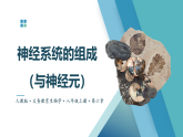 2025~2026学年人教版生物八年级上册4.6.2.1 神经系统的组成（与神经元）课件