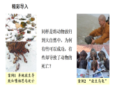 5.1.1 生物与环境的相互作用（课件）-2025-2026学年人教版（2024）生物八年级上册