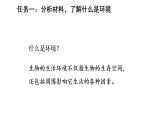5.1.1 生物与环境的相互作用（课件）-2025-2026学年人教版（2024）生物八年级上册