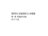 4.1.3 免疫（课件）-2025-2026学年冀少版生物八年级上册