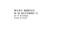 初中生物冀少版（2024）八年级上册（2024）第五单元 植物的生活第一章 绿色开花植物的一生第一节 种子的萌发教学演示ppt课件