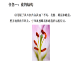 5.1.4 开花结果 第1课时 开花与传粉（课件）-2025-2026学年冀少版生物八年级上册