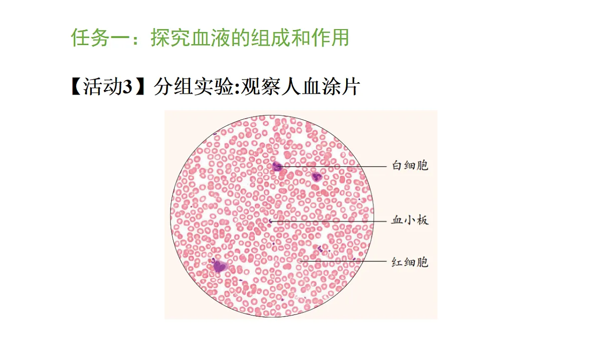 5.3.1 血液是物质运输的载体（课件）-2025-2026学年济南版生物八年级上册第6页