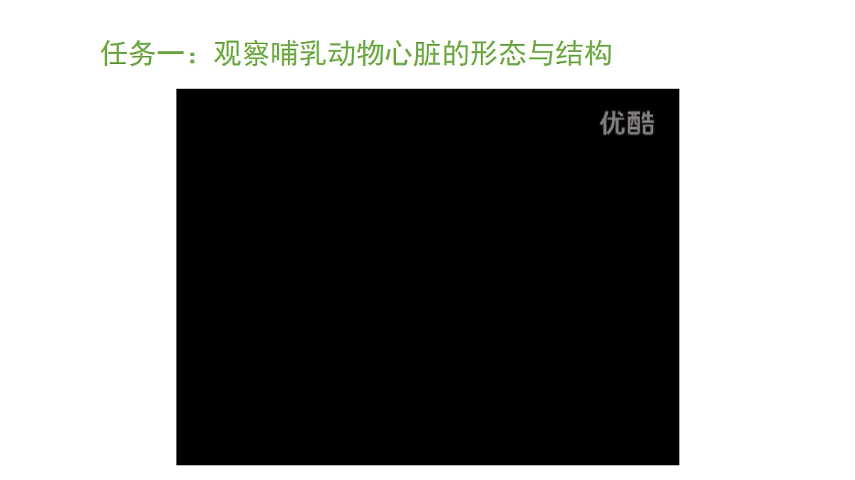 5.3.2 血管和心脏是物质运输的器官 第2课时 （课件）-2025-2026学年济南版生物八年级上册第3页