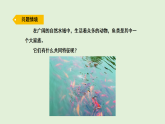 2025年秋湘科版三年级科学上册 12.鱼（课件）