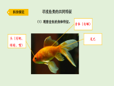 2025年秋湘科版三年级科学上册 12.鱼（课件）