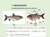 2025年秋湘科版三年级科学上册 12.鱼（课件）