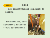 2025年秋湘科版三年级科学上册 16.采集土壤（课件）