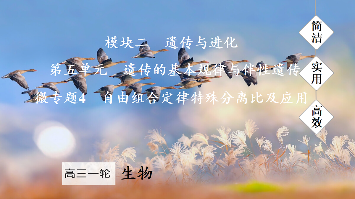 17275980第1页