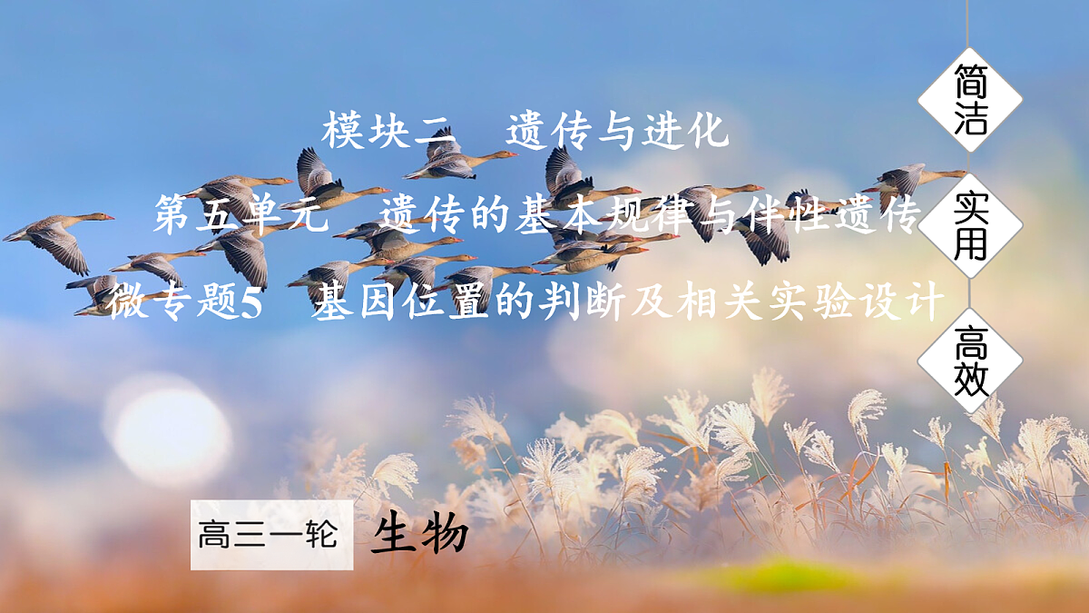 17275981第1页