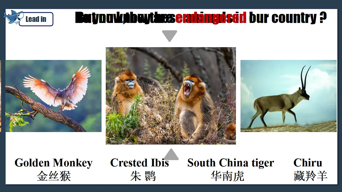 17278469第5页