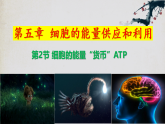 5.2 细胞的能量“货币”ATP高一生物上学期同步优质课件（人教版2019必修1）