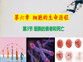 6.3+细胞的衰老和死亡高一生物上学期同步优质课件（人教版2019必修1）