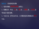 7.1.2线形动物和环节动物+课件-2025-2026学年鲁科版生物八年级上册