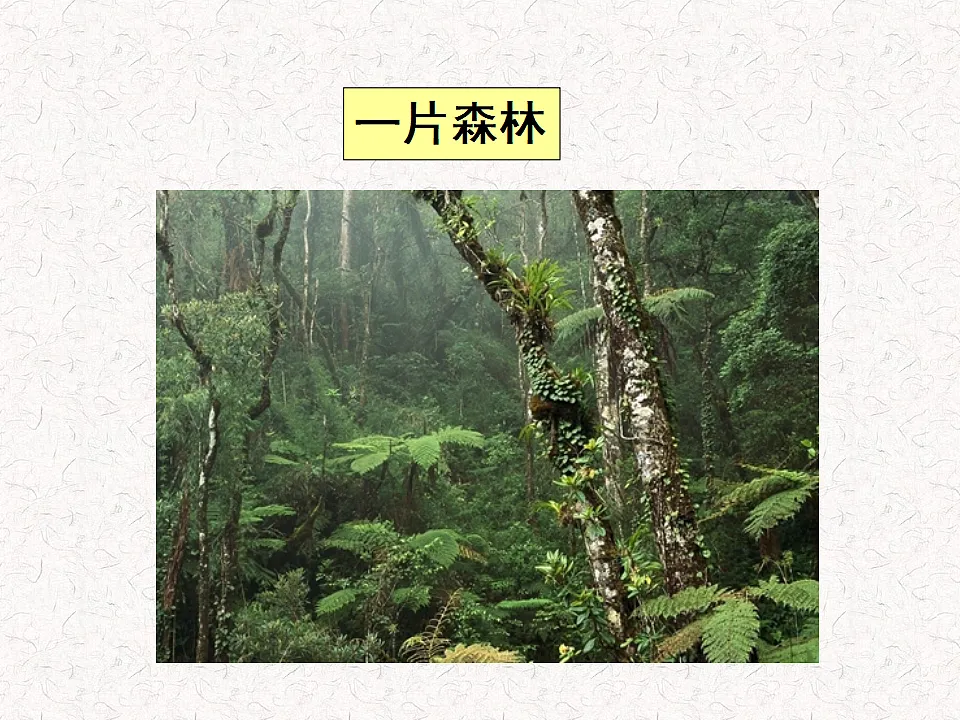 17282172第4页