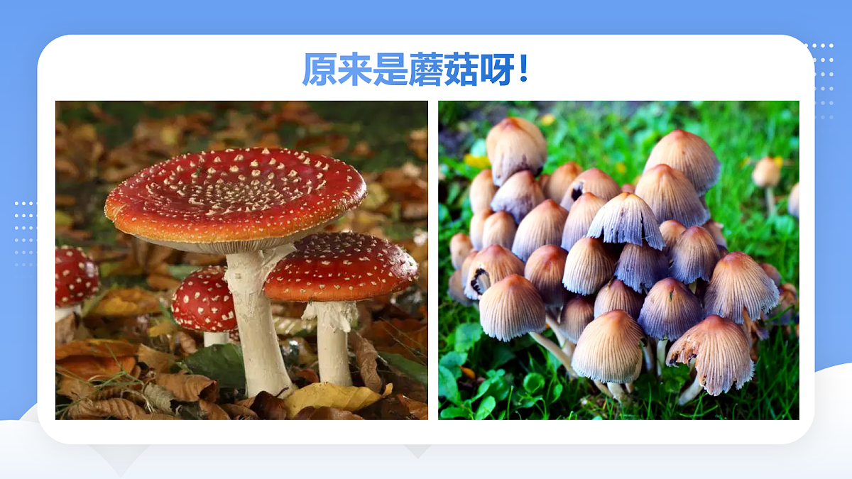 17283271第5页