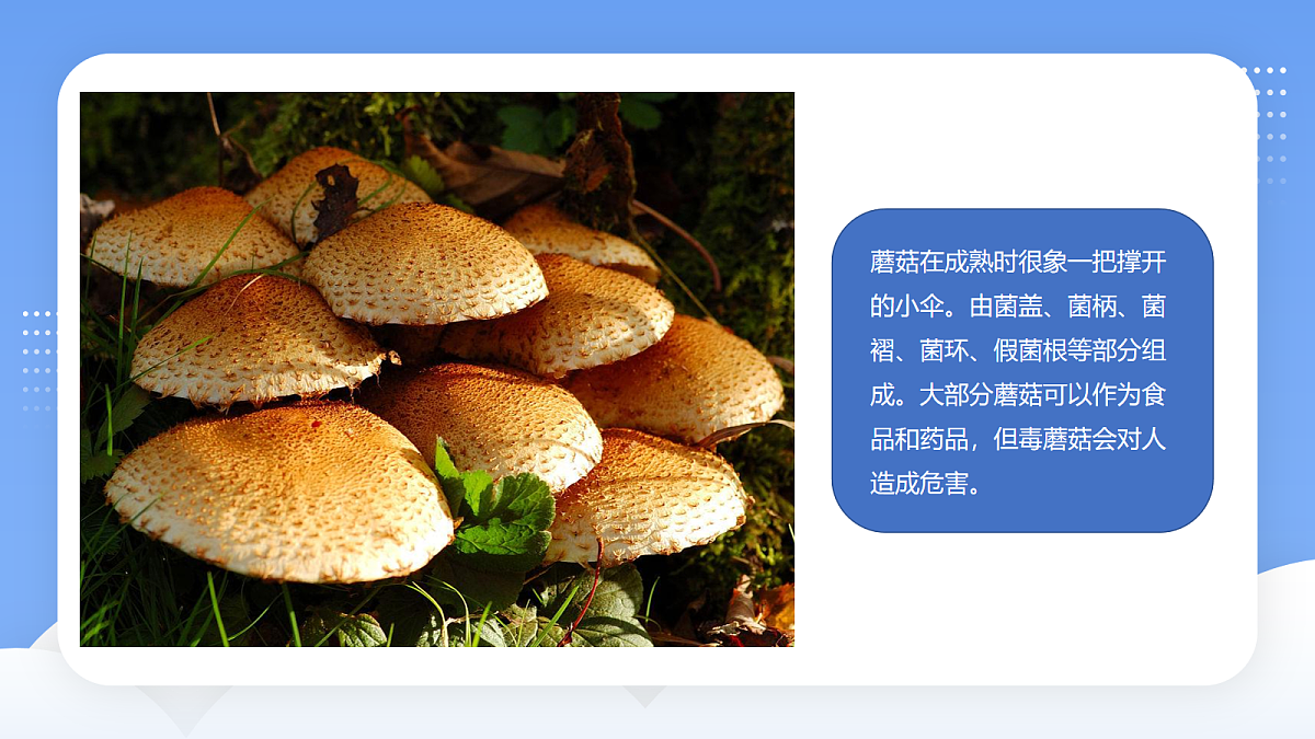 17283271第6页
