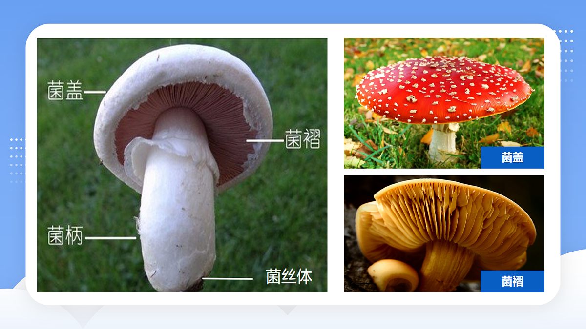 17283271第7页