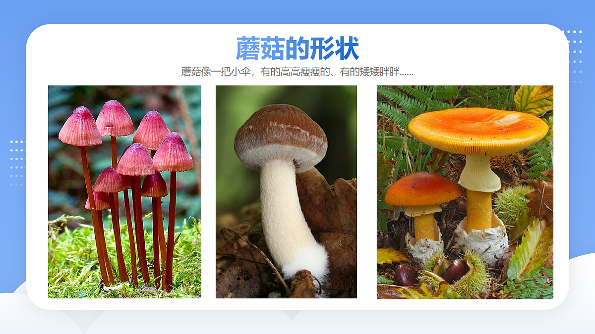 17283271第8页
