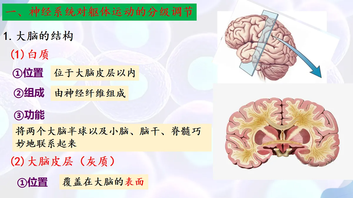 17283779第7页