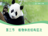 人教版生物七年级上册第一单元第三章第三节《植物体的结构层次》课件