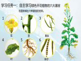 人教版生物七年级上册1.3.3《植物体的结构层次》教学课件