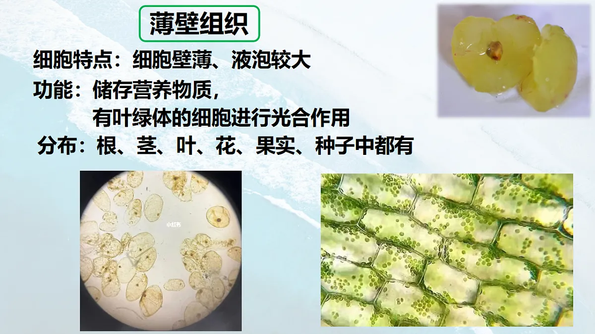 17288790第8页