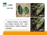 1.3《肥沃的土壤》（课件）-2025-2026学年科学三年级上册（苏教版2024）