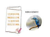 统编版（2024）语文三年级上册 14 搭船的鸟（课件)