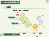 5.2细胞的能量“货币”ATP（教学课件）——高中生物学人教版（2019）必修一