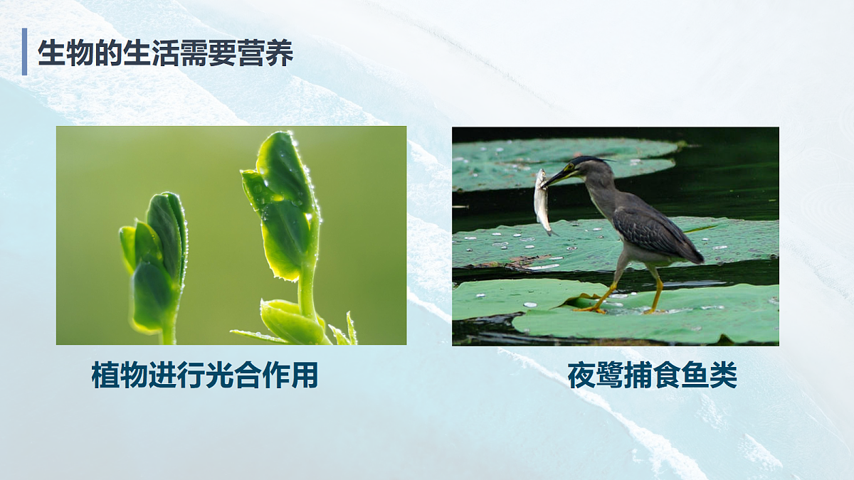 17294275第8页
