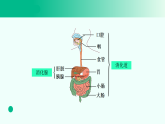 人教鄂教版（2025）小学科学三年级上册4.13消化器官 课件