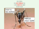 基孔肯雅熱科學(xué)防控指南PPT