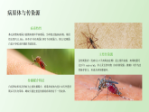 基孔肯雅熱科學(xué)防控指南PPT