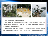 臺風(fēng)來襲，安全至上 教學(xué)課件