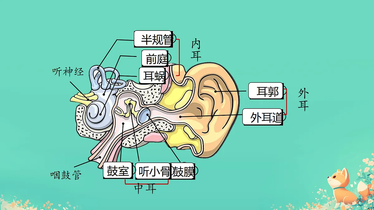 17305917第4页