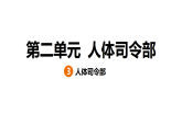 2.3 人体司令部（习题课件）2025-2026学年大象版（2017）科学五年级上册